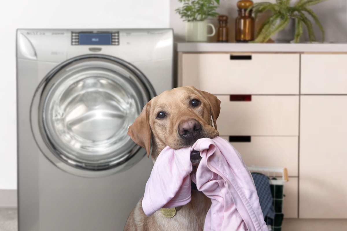 ¿Cómo lavar la ropa de tu mascota?